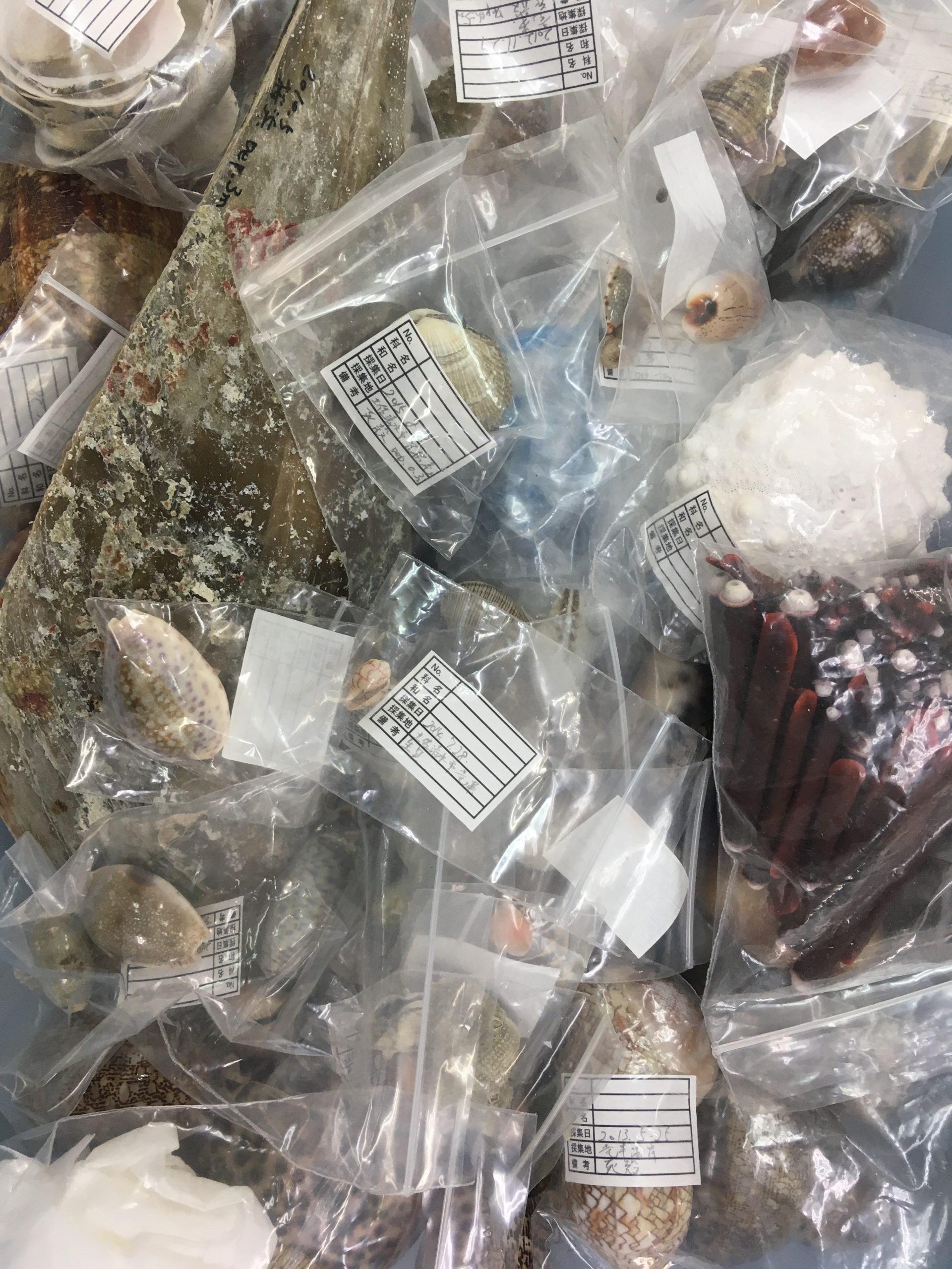 引き出しの標本たち