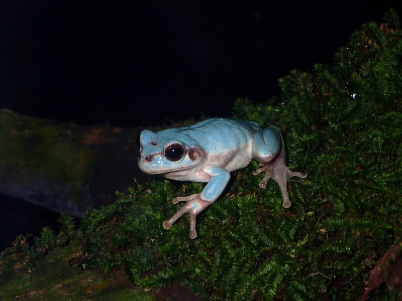水色のニホンアマガエル